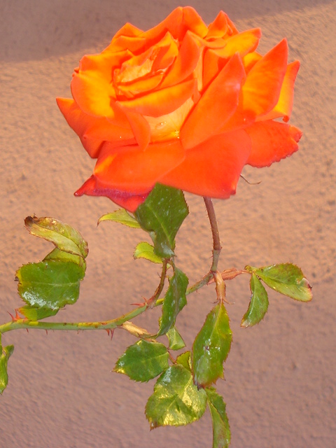 Rose