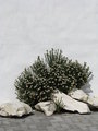 The shrub