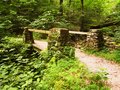 A Forest Bridge