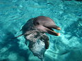 Dolphin Friend