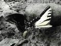Butteryellow Butterfly