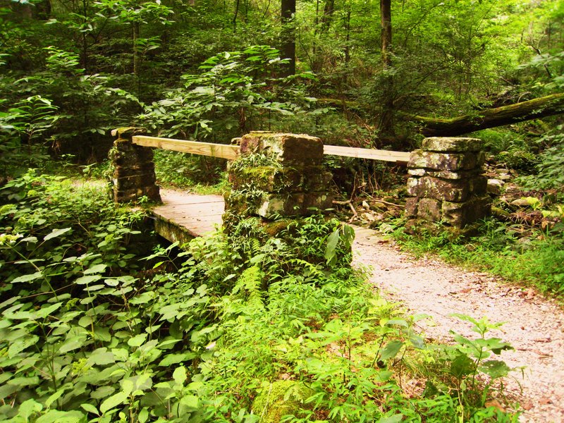 A Forest Bridge