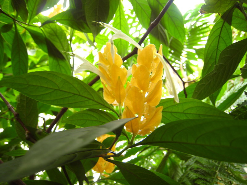 Funny Flowers