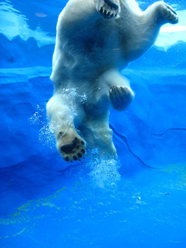 Taking the Plunge