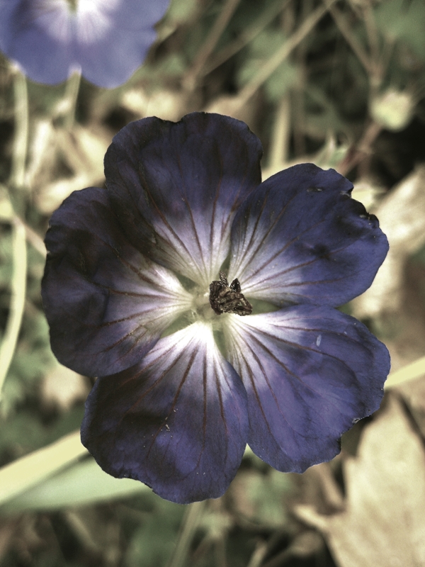 purple flower