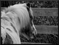Outcast Pony.JPG