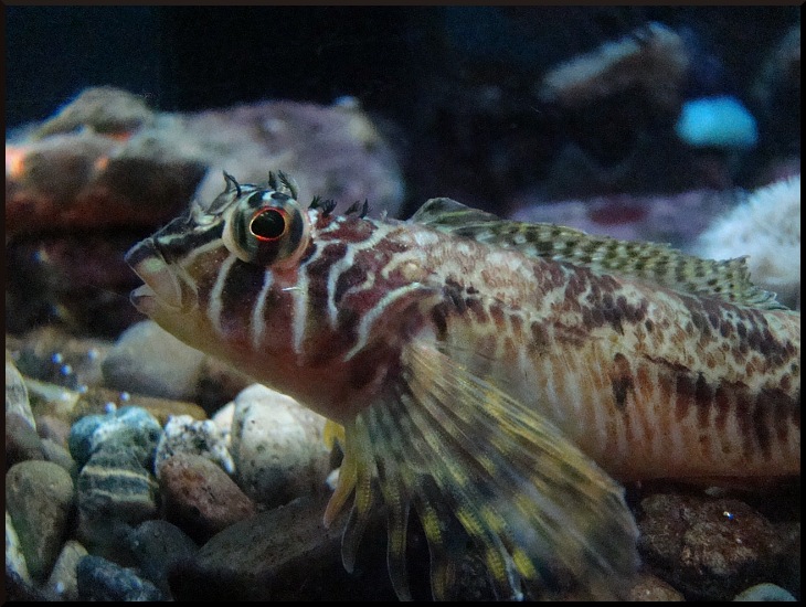 Fish.JPG