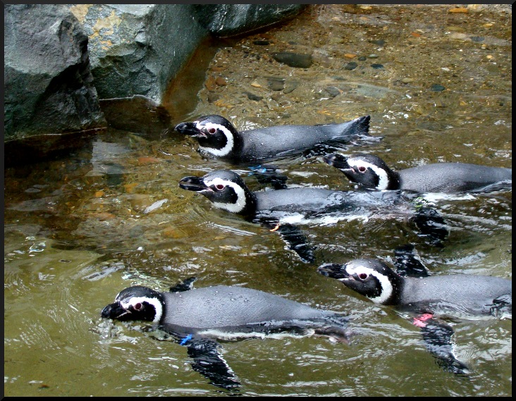 Penguins.JPG