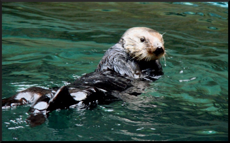 Otter.JPG