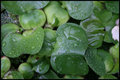 Water Hyacinth
