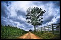 Dirty Road