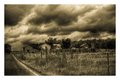 Amish Country II