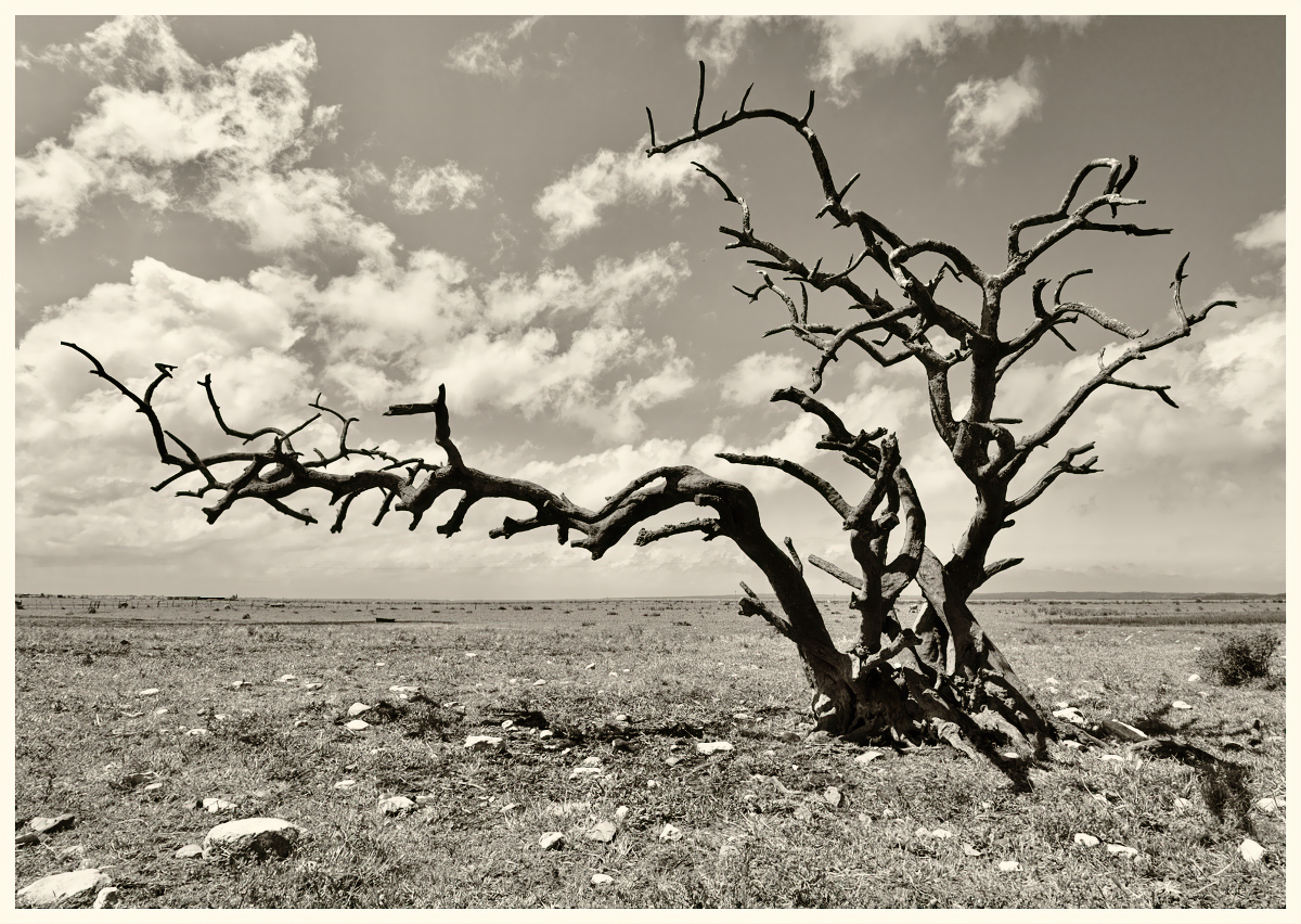 "Twisted Deadwood"