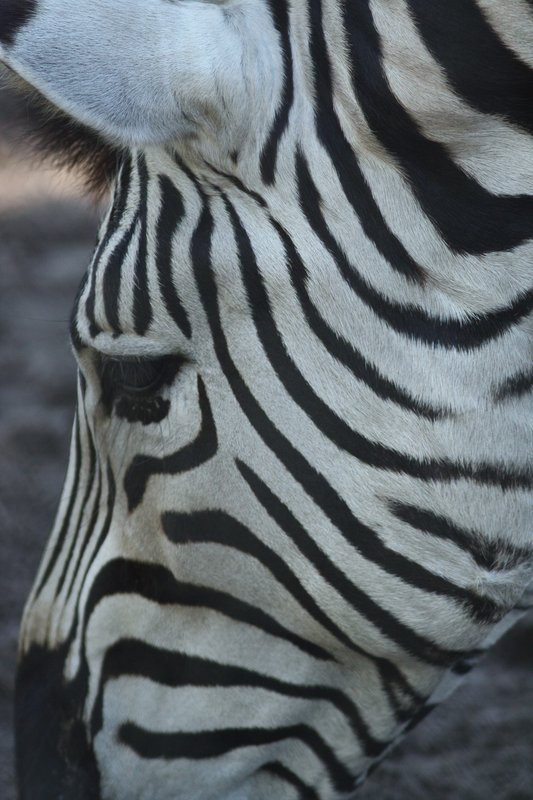 Black & White in Colour.jpg