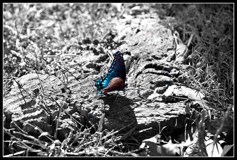 Butterfly