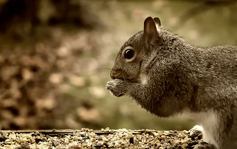 secret-squirrel-edit.jpg