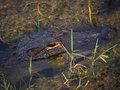 Gator-in-the-Wild