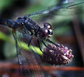 Dragonfly-macro