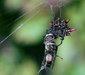 SPider and Fly.jpg