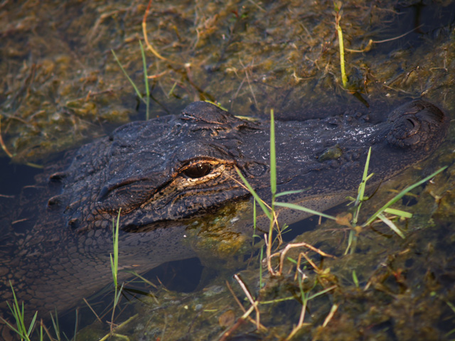 Gator-in-the-Wild