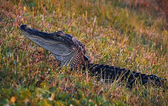 Gator-on-shore-393.jpg
