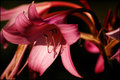 flora