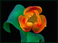 Triffid