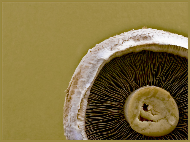 Fruits of the forest