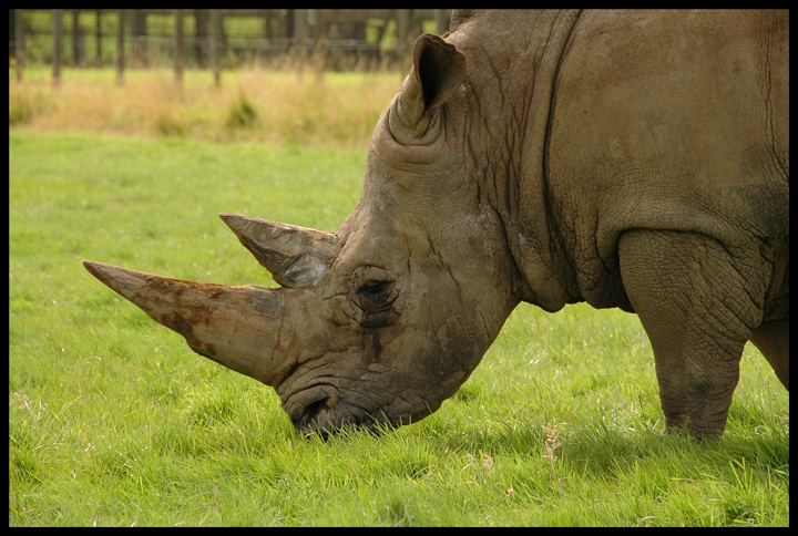 rhino.jpg