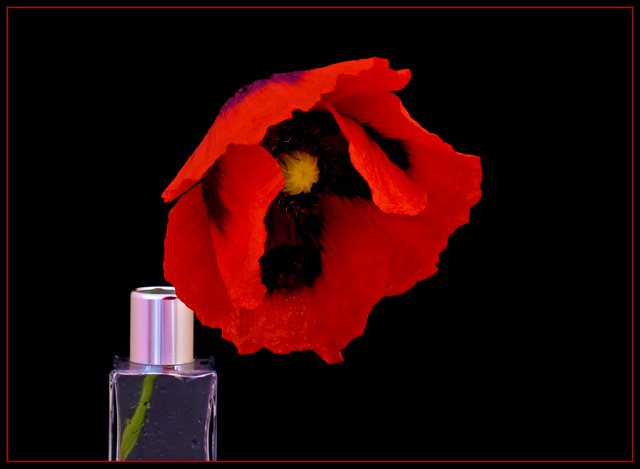 poppy