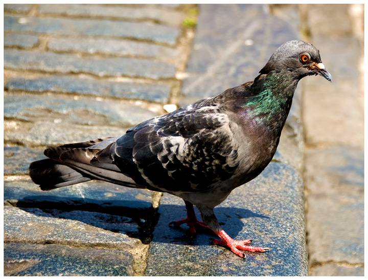 coo coo coo