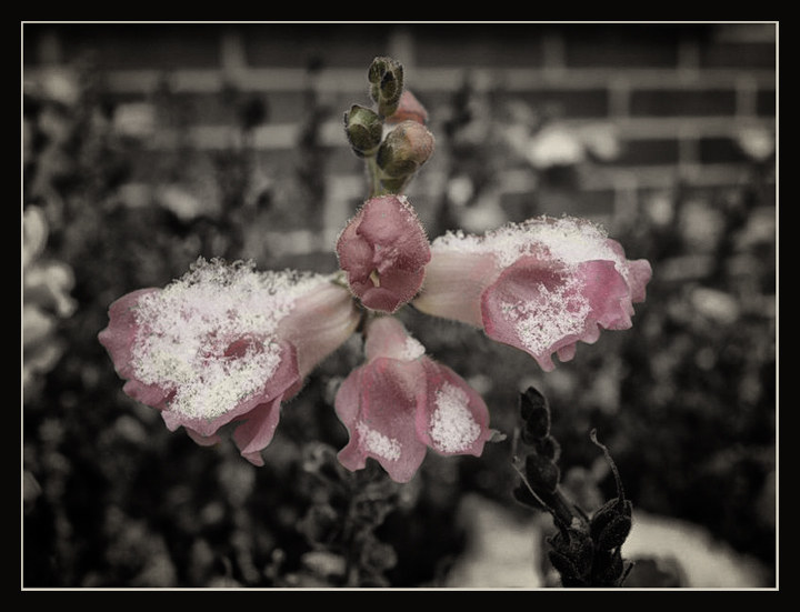 snapdragon-mod1