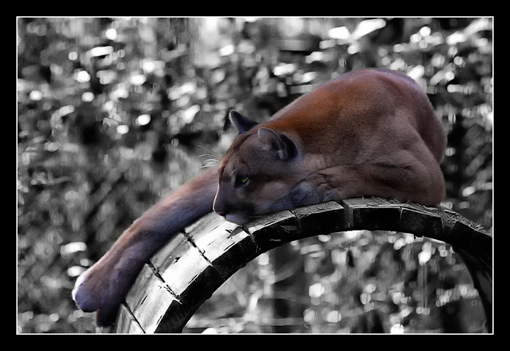 bennettjamie-panther pic