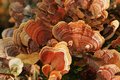 fungus amongus