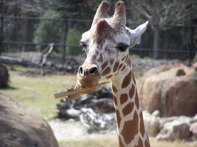 Chowin Down