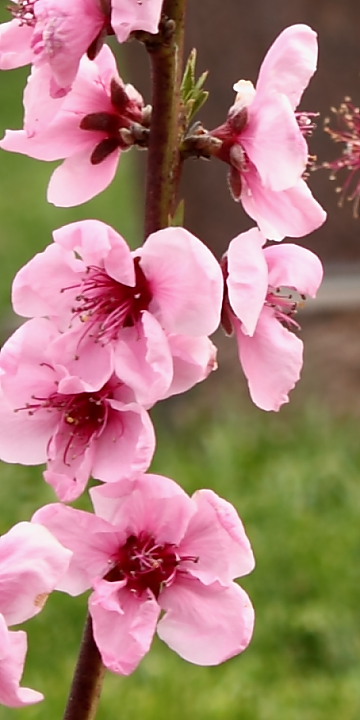 Pink.JPG