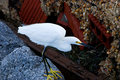 Snowy Egret