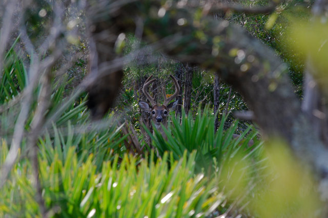 Buck-a-roo