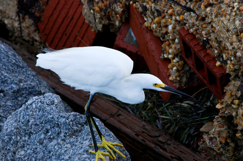 Snowy Egret